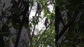 dua ekor monyet lagi bermain #monyetliar