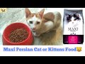 Maxi Persian Cat Food Review