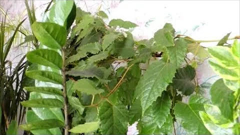 Размножение Циссуса. Из собственного опыта