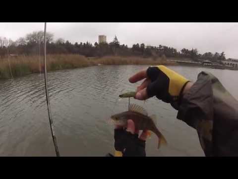 კუს ტბის ქორჭილა