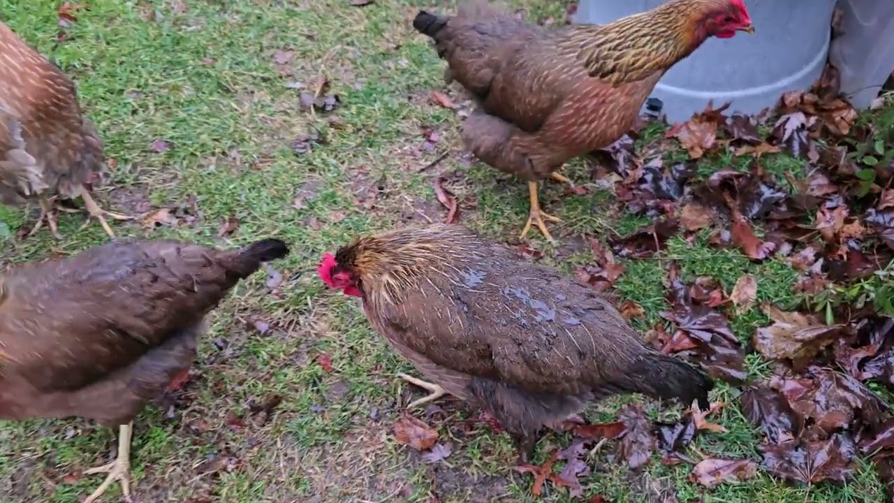 39 Week Old Welsummer Chicks- rainy winter day