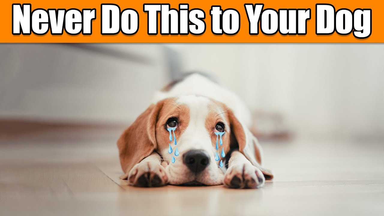 10 Common Mistakes Most Dog Owners Make YouTube