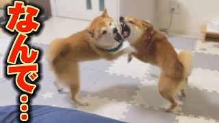 The older Shiba Inu's unreasonable behavior won't stop... The younger Shiba Inu is in a big pinch...