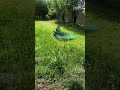 Amazing Peacock Mating