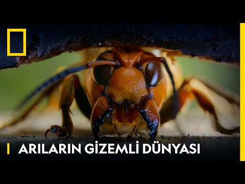 Arıların Gizli Dünyası Ortaya Çıkıyor | Arıların Gizemli Dünyası | WILD @Disney+ Türkiye