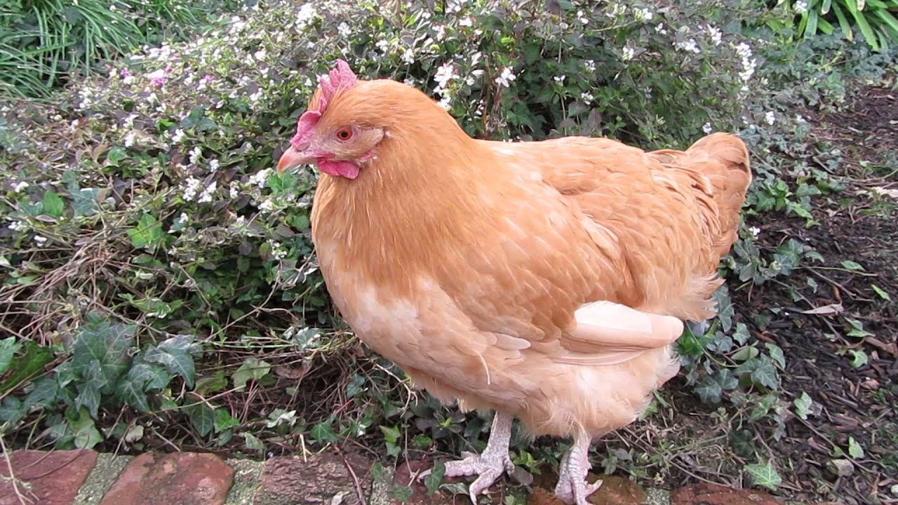 Charlotte Laws' hen Mae Poulet YouTube