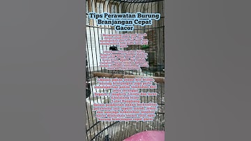 tips cara merawat burung branjangan agar cepat gacor #shorts #kicaumania #muraibatu  #kenarigacor