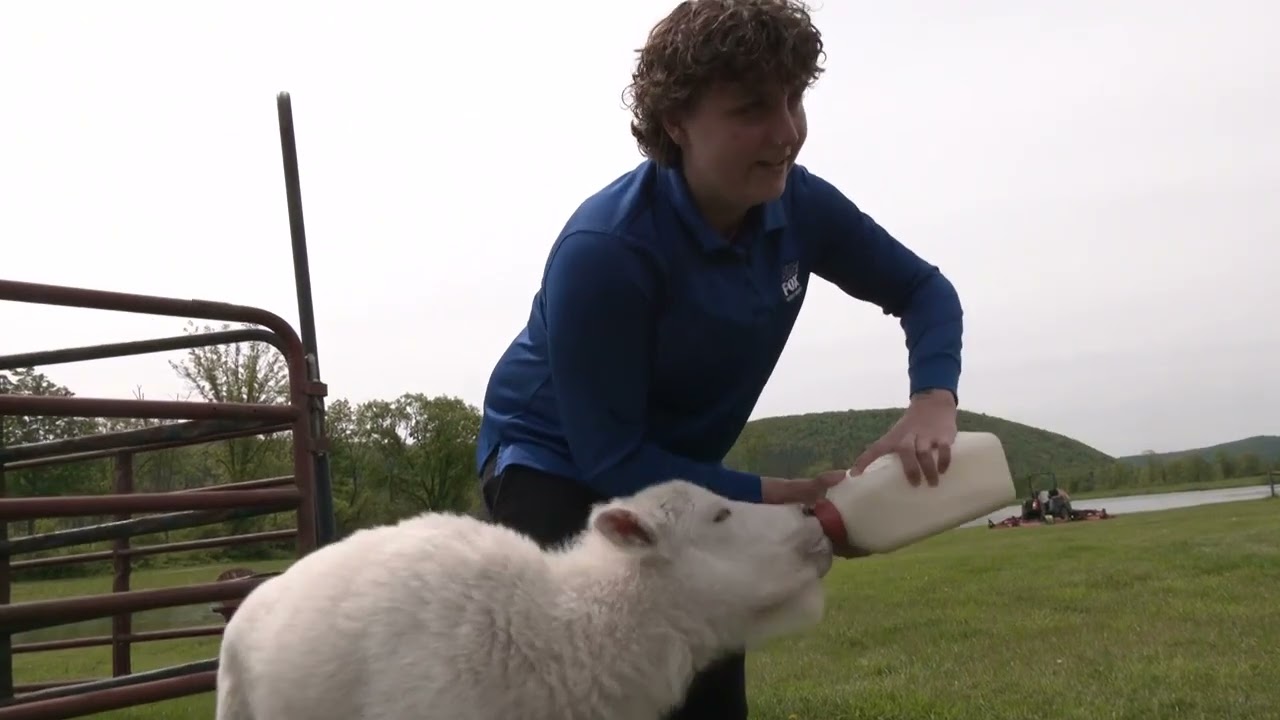 Rare Albino Bison Calf Born at Mud Creek Ranch in Steuben County