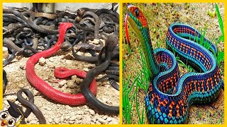 Las 10 Serpientes más Raras del Mundo