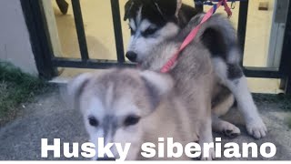 husky siberiano y su cresimiento