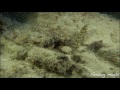Maldives Marine Lab Diary - The Perfect Underwater Cohabitation