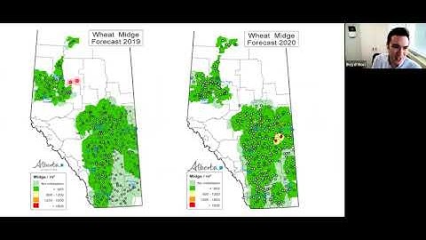 In the Field Webinar - Monitoring and managing wheat midge with Dr. Boyd Mori