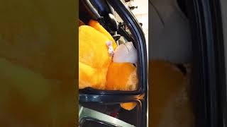 My sister's surprise gift was loaded to my Nissan Micra K11 | Huge Teddy Bear 🙀 screenshot 5