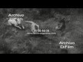 Jauria de perros acorralando a un Puma en el campo 1947
