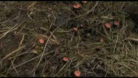 Willow control - Cut paint and remove technique