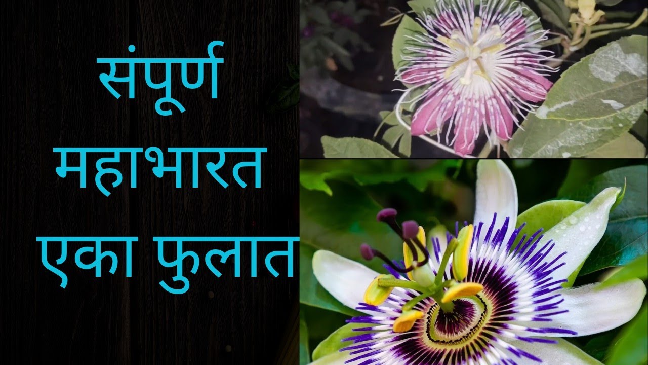  संपूर्ण महाभारत एका फुलात | कृष्ण कमळाची संपूर्ण माहिती| how to grow Krishna Kamal