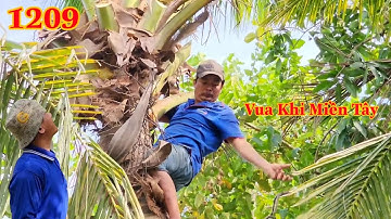 Chú Đường cưa phụ cây Dừa cho Vua Khỉ Miền Tây và kết quả Cutting coconut tree