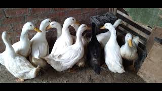 Frightened white ducks and duck sound effect