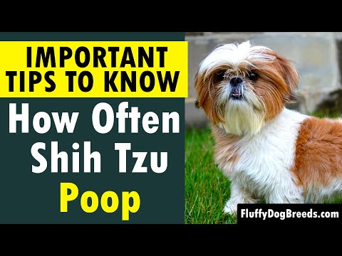 Video: De câte ori pe zi ar trebui să facă caca un shih tzu?