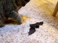 Proud kitty brings me a present