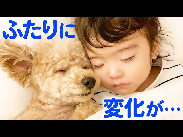 ENG sub)New Family Member Joins Girl and Poodle Who Are Joined at