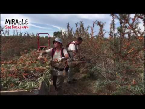 Video: Raccolta E Conservazione Dell'olivello Spinoso