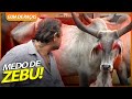 CARA A CARA COM O ZEBU GUZERÁ! | GUIA DE RAÇAS