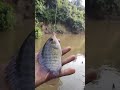 Tidak besar tapi lumayan lah tarikan nya #mamcingliar