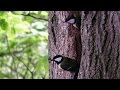 Great Tit Bird Nest - Birds Flying in Slow Motion