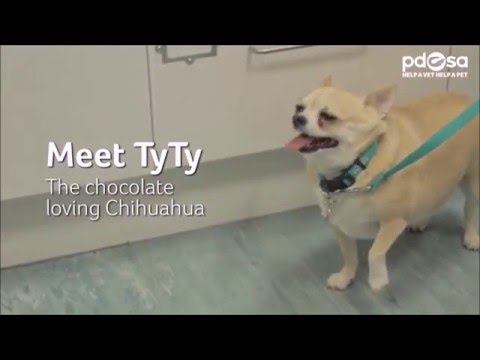 meet-the-fat-pets:-tyty's-joining-pet-fit-club