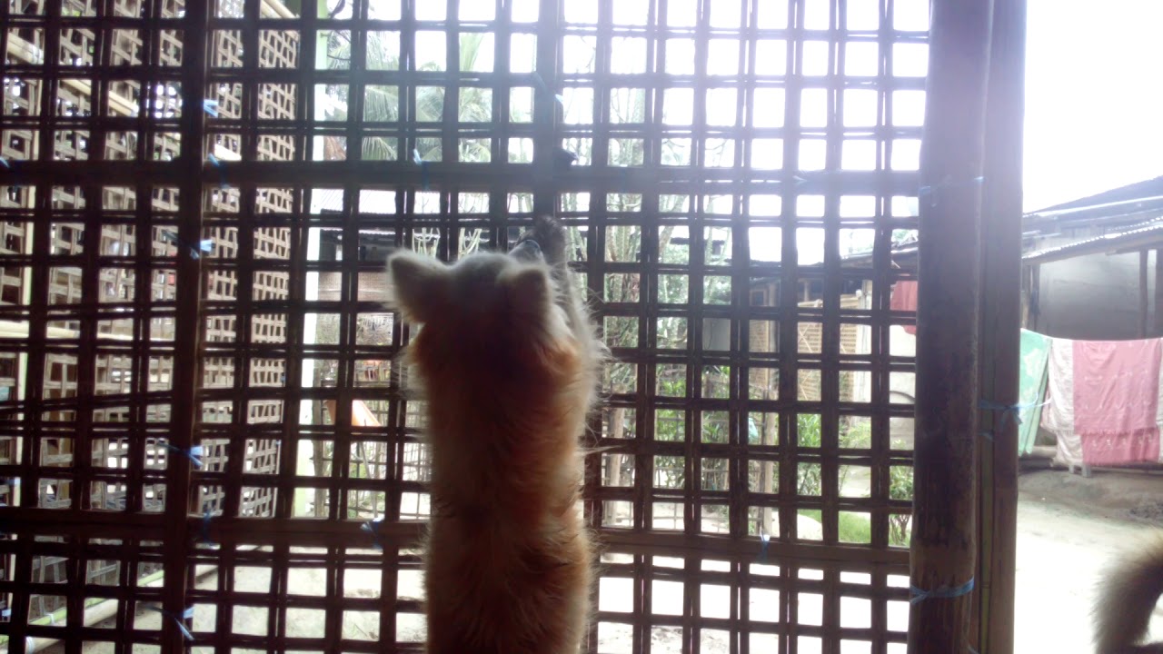 Funny dog 