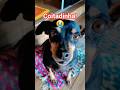 😭 NÃO PASSE ESSE VÍDEO! #like #petsfofinhos #pets #animaisengraçados #pet #2025 #agro #humor #shorts