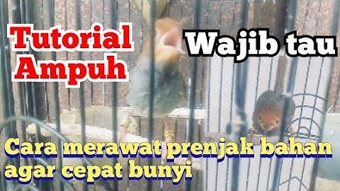 cara ampuh merawat prenjak bahan supaya cepat bunyi