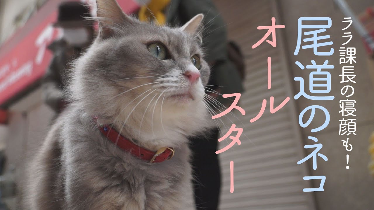 広島 尾道は猫まみれ 観光スポットやカフェにもいっぱい のんびり散策に最適 Travelnote トラベルノート