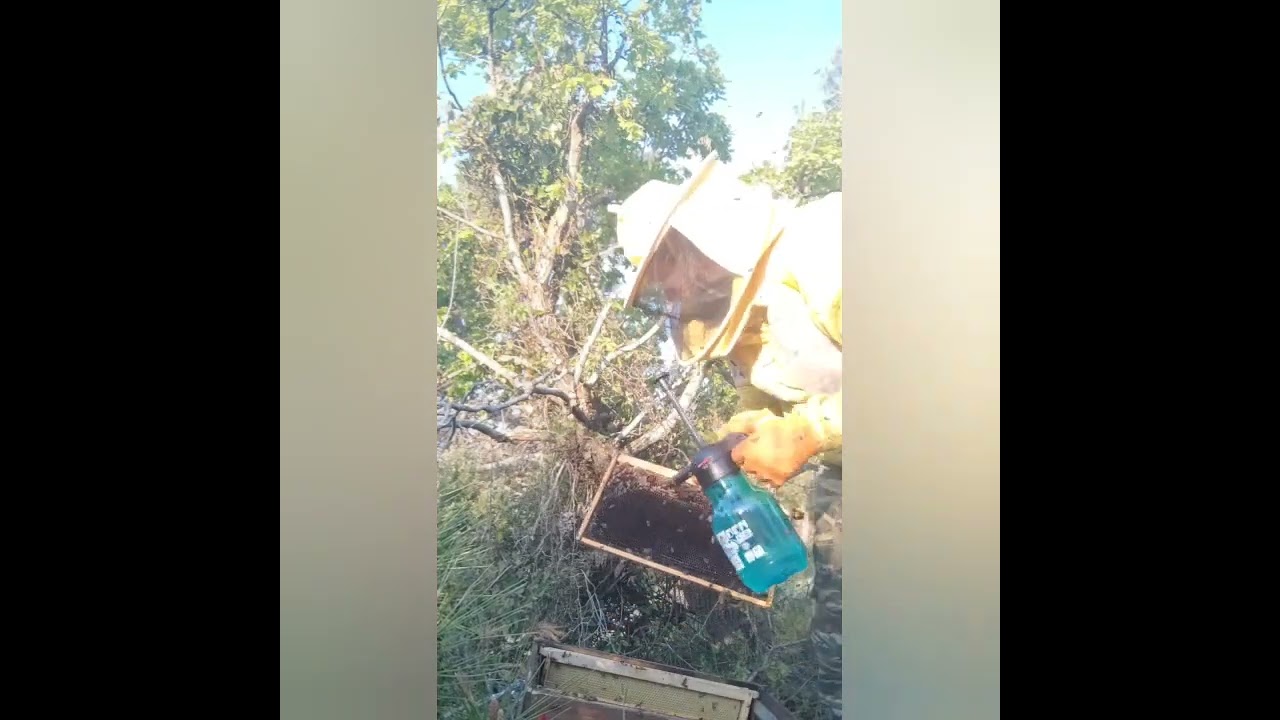 Σύλληψη αφεσμού