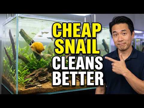 The Cheap Snail That Cleans Your Tank Better Than Any Fish