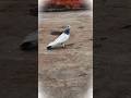 Please Subscribe 🙏 #youtubeshorts #shorts #viralvideo #trending #pigeon #pigeonlover #kabutarbazi