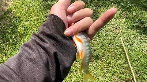 ĐI CÂU CÁ MƯƠNG SUỐI BẰNG MỒI TRỨNG RẤT LÀ HIỆU QUẢ.  #cauca  @LUONGXUAN