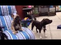 French bulldog & staffy singing :)