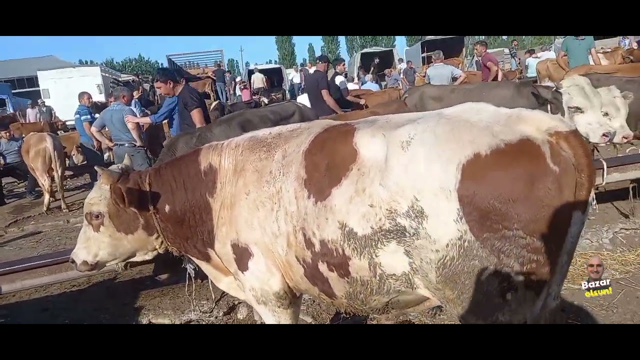 16 iyun 2024 cü il.Ətlik və bordaq danalar.Qısır inəklər.Xaçmaz mal bazarı.050-246-87-70