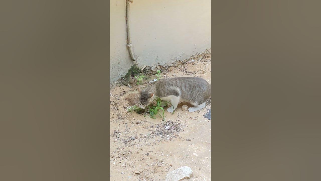 Котик кушает кошачью мяту 😸 Смешные коты 😻 Забавные животные 🐾 Cat eating plants 😹 Funny cats