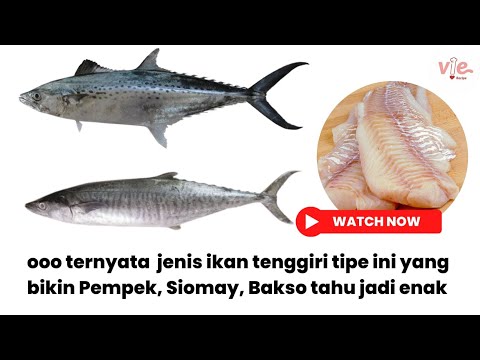 Is Batang Fish Same As Tenggiri