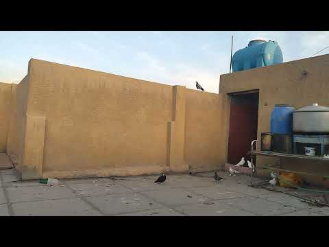 زاجل شمعي يرؤح ويرجع كانه بري