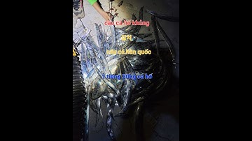 CÂU CÁ HỐ HÀN QUỐC | 갈치 |