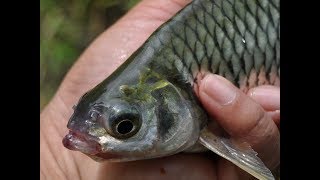 MEMANCING IKAN BEUNTEUR ATAU WADER DIKALI CIPEUNCIT SUKABUMI