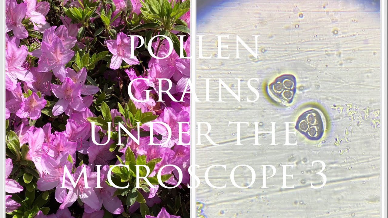 Pollen grains under the microscope 3 - YouTube
