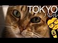 Kocia kawiarnia  lol tokyo japonia  japanese cat cafe w english subtitles