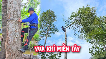 Vua Khỉ cưa nhiều cây Dầu lớn trong không gian chật hẹp.