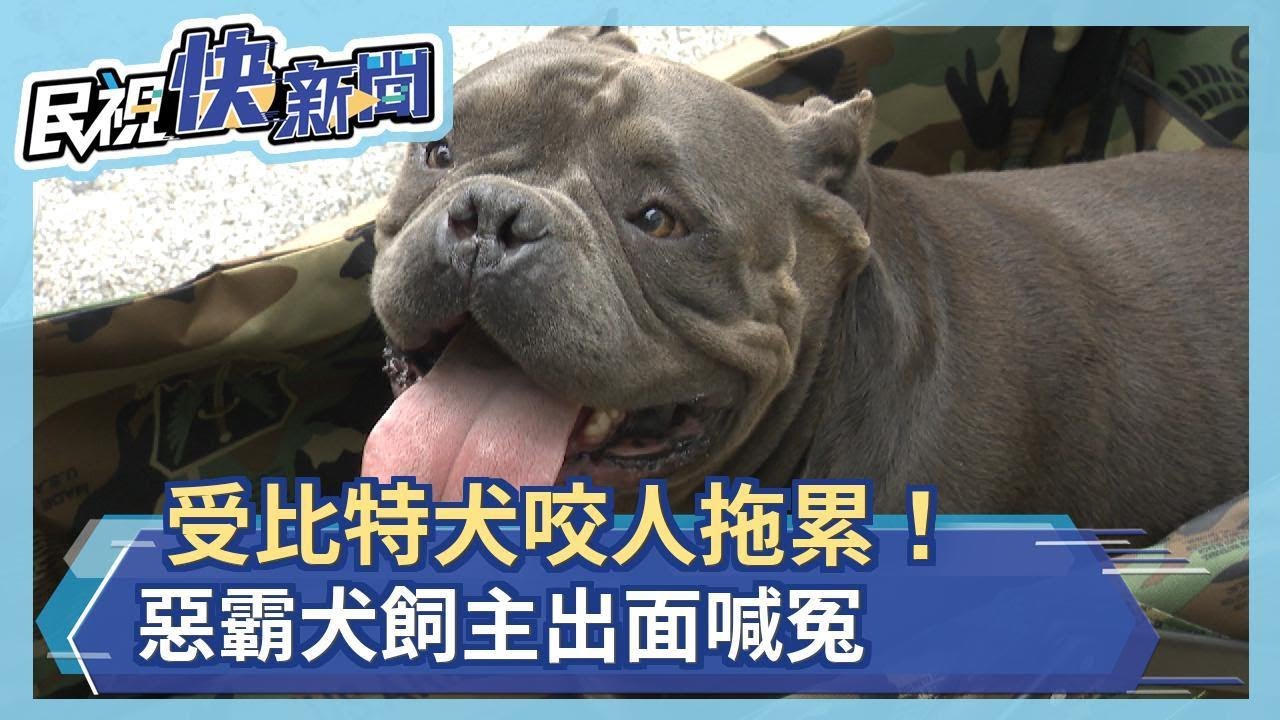 受比特犬咬人拖累！惡霸犬飼主出面喊冤－民視新聞