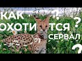 СЕРВАЛ в ДЕЛЕ/кошачий спецназ ловит мышей